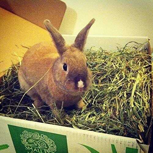 Timothy Hay Pet Food J479